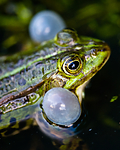 BB 15 0552 / Pelophylax esculentus / Hybridfrosk